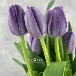 Tulip single Saigon