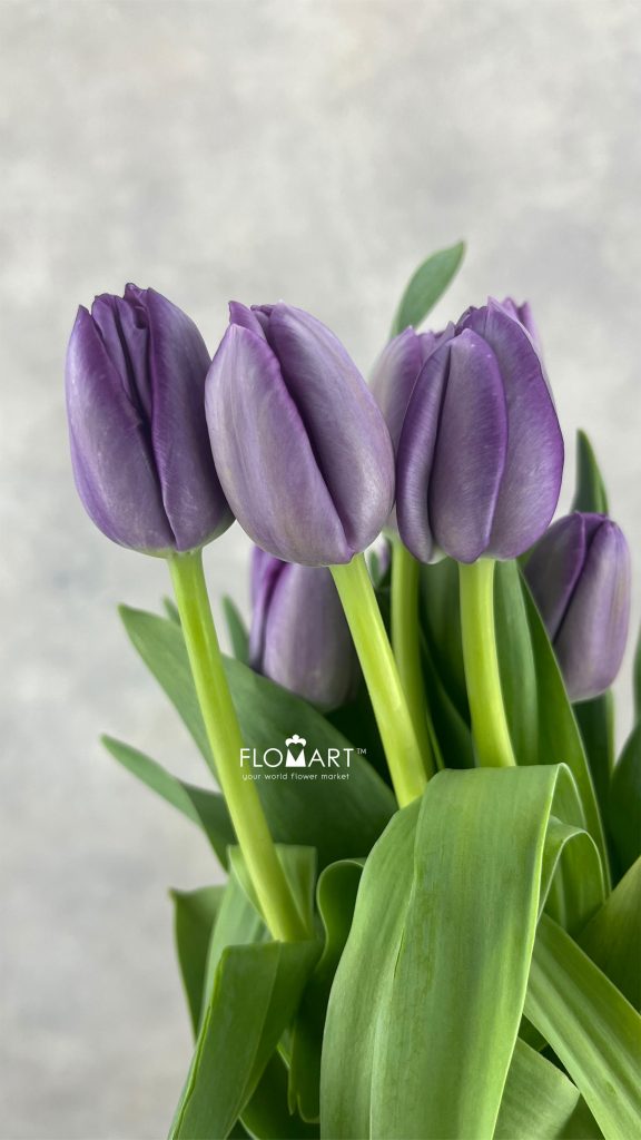 Tulip single Saigon