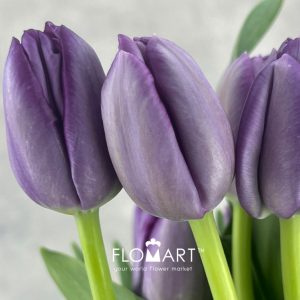 Tulip single Saigon - Image 2