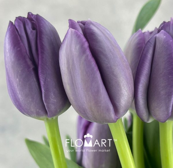 Tulip single Saigon