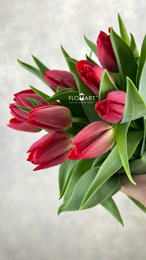 Tulip single Seadov