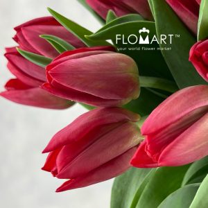 Tulip single Seadov - Image 2