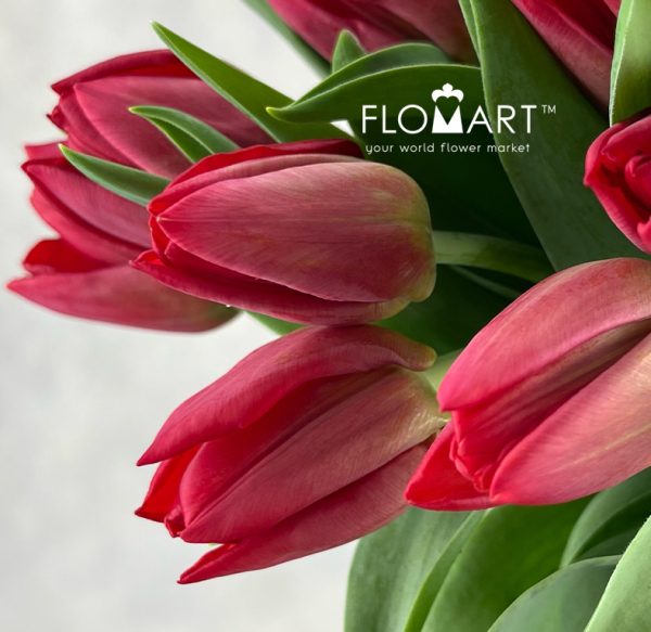 Tulip single Seadov