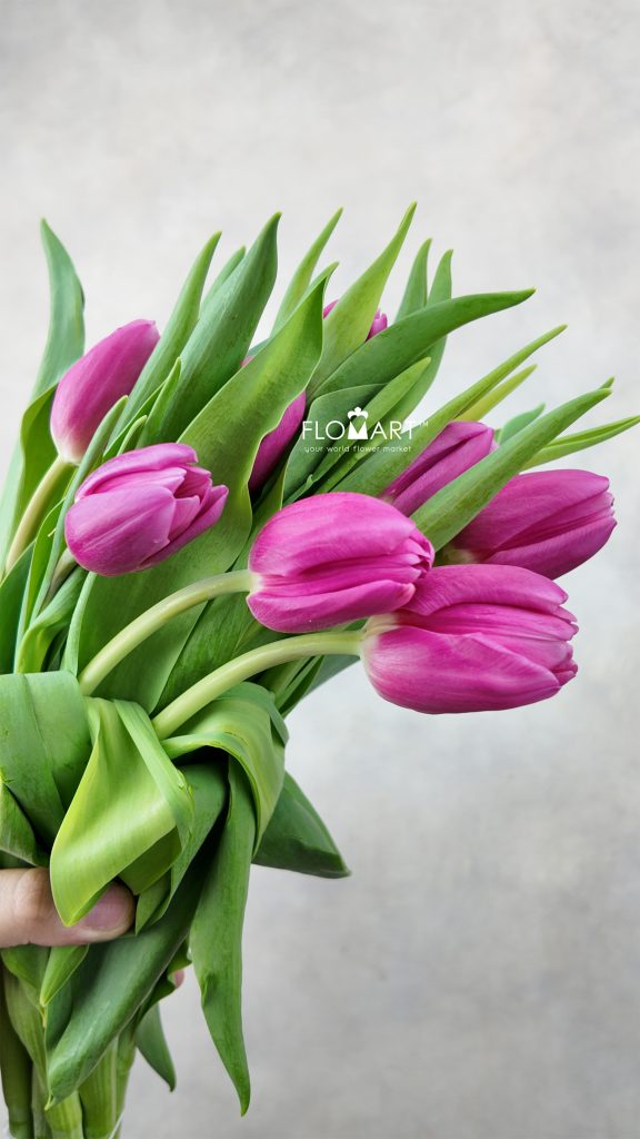 Tulip single Sirikit