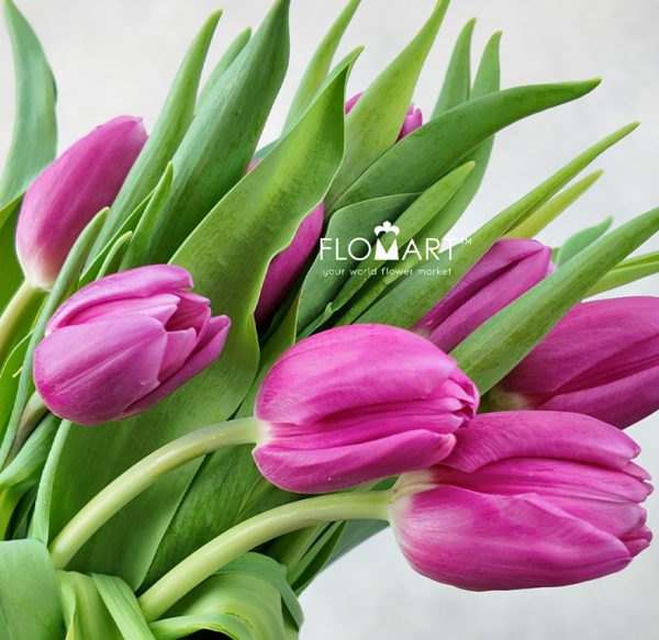 Tulip single Sirikit