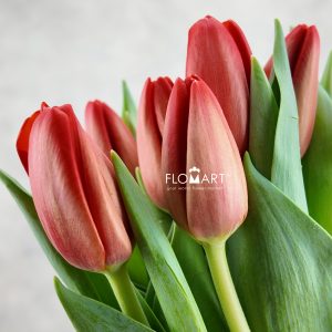 Tulip single Spot On
