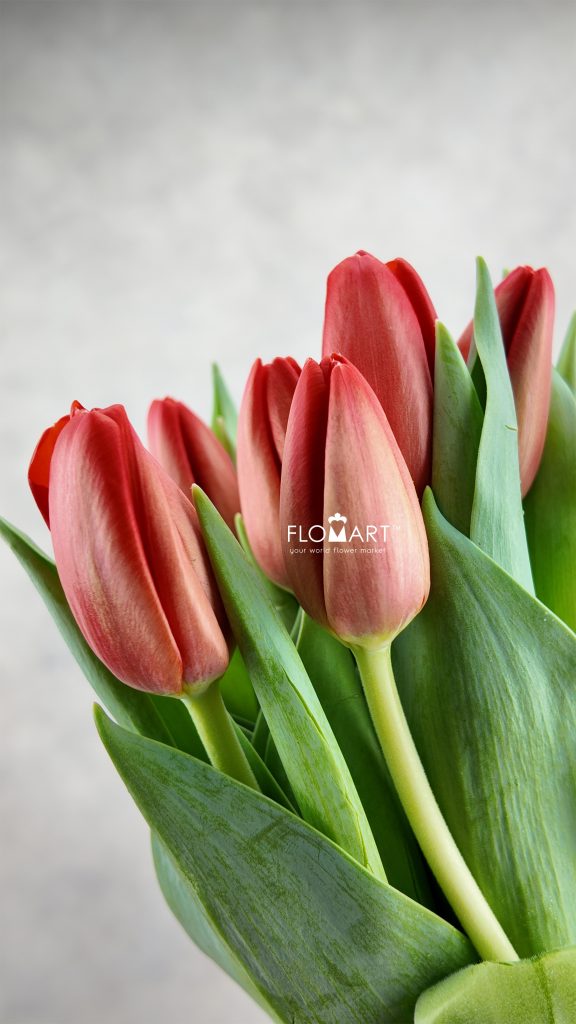 Tulip single Spot On