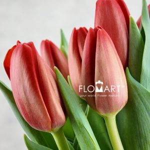 Tulip single Spot On - Image 2