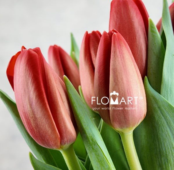 Tulip single Spot On