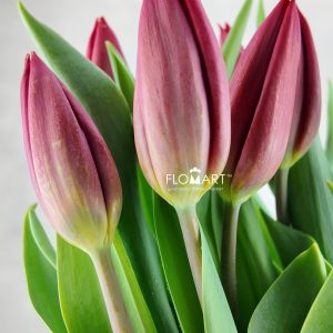 Tulip single Strong Love