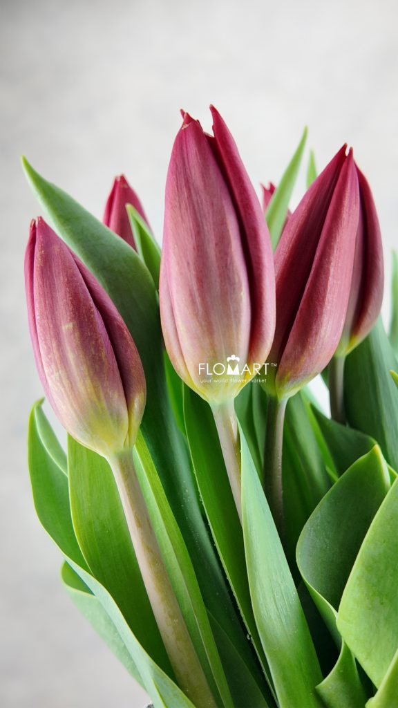 Tulip single Strong Love