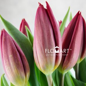 Tulip single Strong Love - Image 2