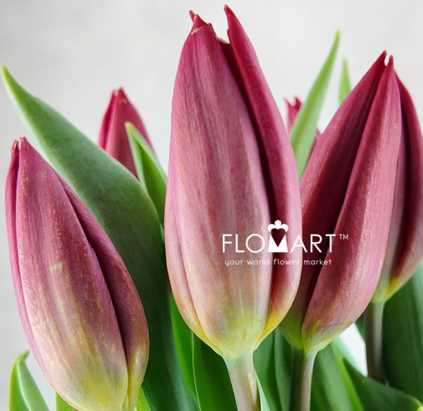 Tulip single Strong Love