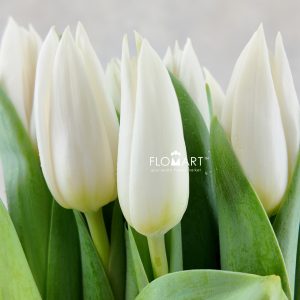 Tulip single Summer Snow