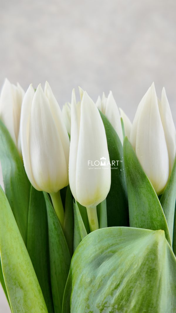 Tulip single Summer Snow