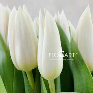 Tulip single Summer Snow - Image 2