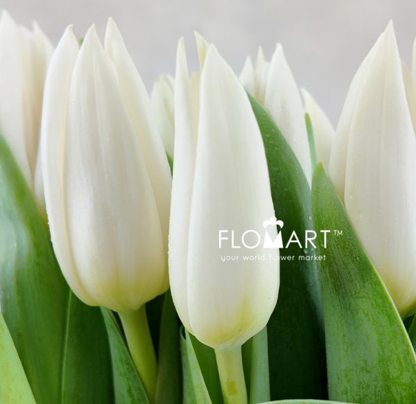 Tulip single Summer Snow