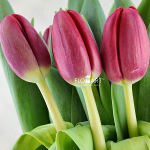 Tulip single Surrender