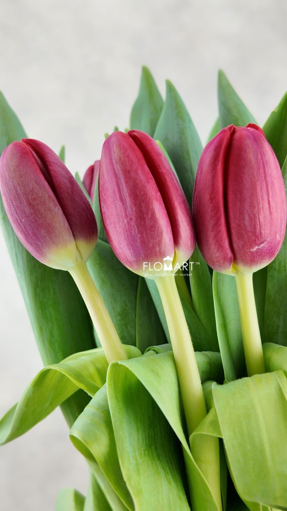 Tulip single Surrender