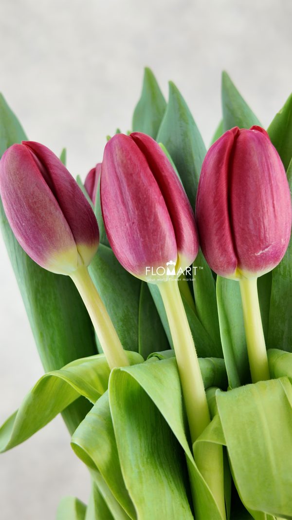 Tulip single Surrender