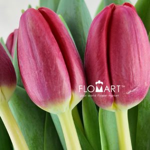 Tulip single Surrender - Image 2