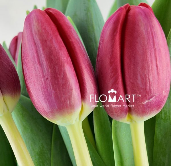 Tulip single Surrender