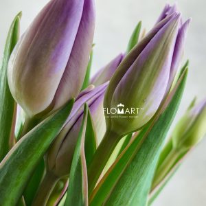 Tulip single Sweet Breeze