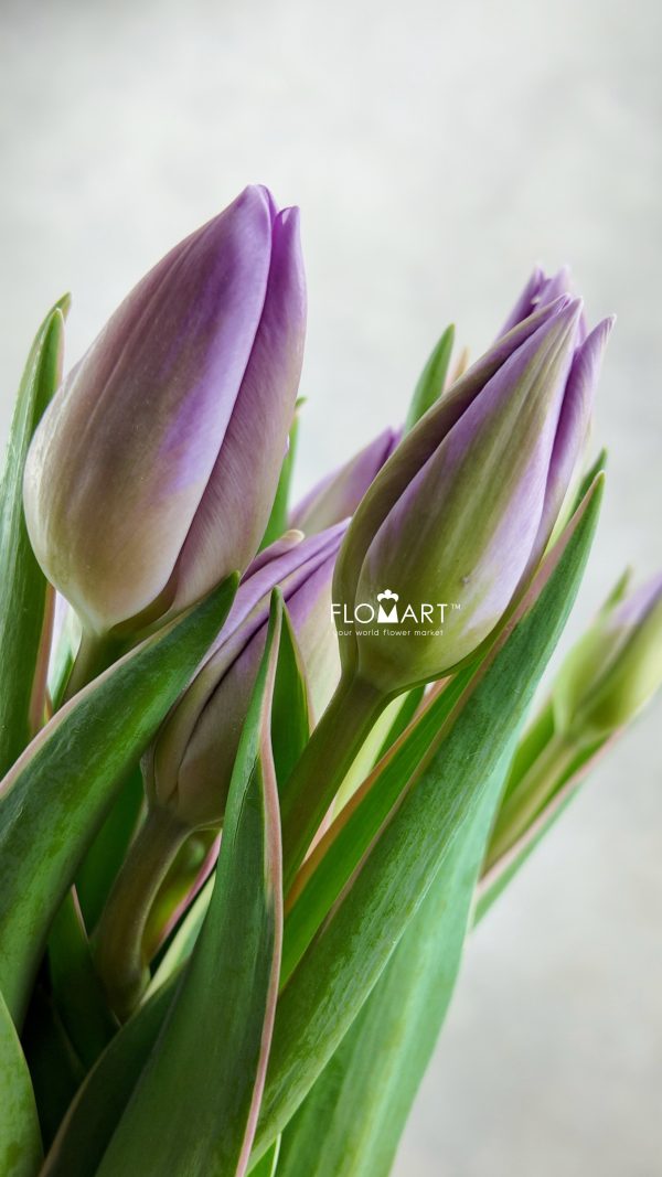 Tulip single Sweet Breeze