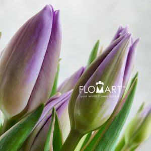 Tulip single Sweet Breeze - Image 2