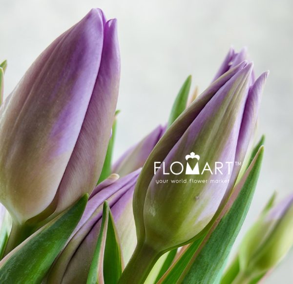 Tulip single Sweet Breeze