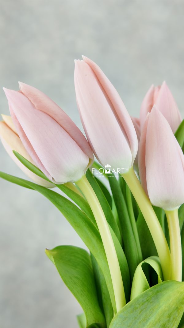 Tulip single This Boots