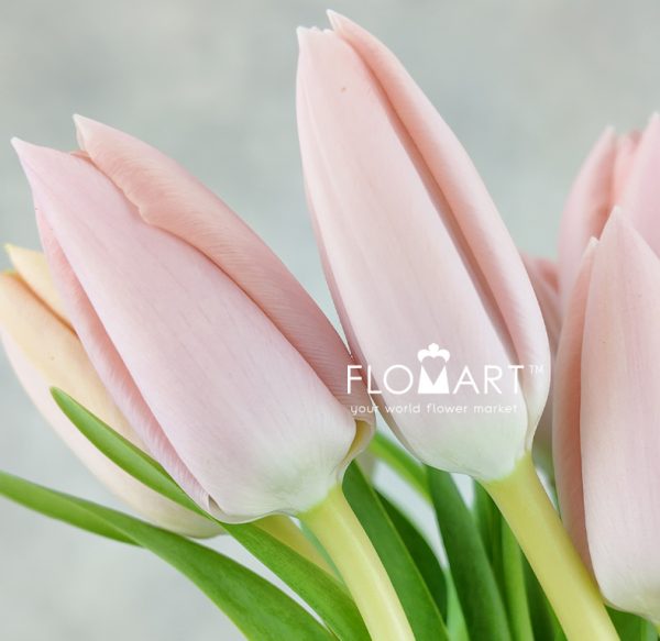 Tulip single This Boots