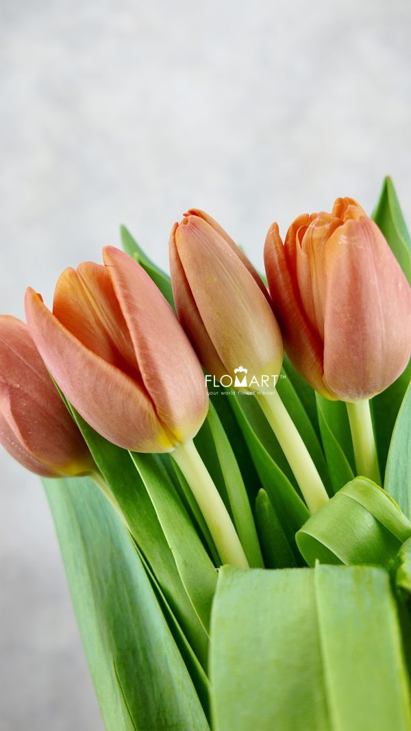 Tulip single Time Out Tulip single Time Out