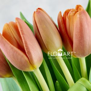 Tulip single Time Out - Image 2