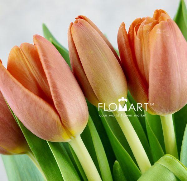 Tulip single Time Out