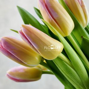 Tulip single Tom Pouce