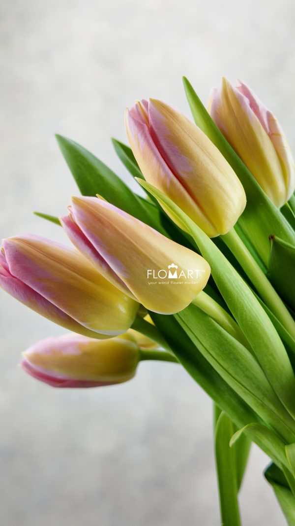 Tulip single Tom Pouce