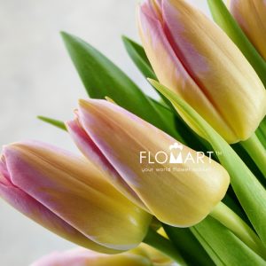 Tulip single Tom Pouce - Image 2