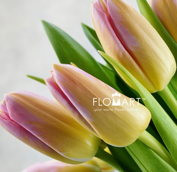 Tulip single Tom Pouce