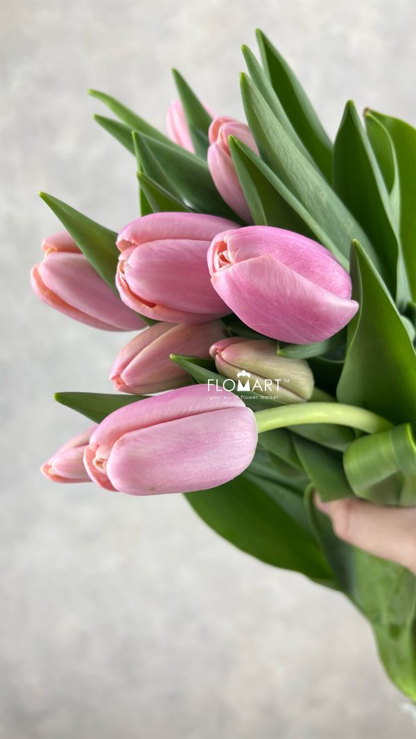 Tulip single Tresor