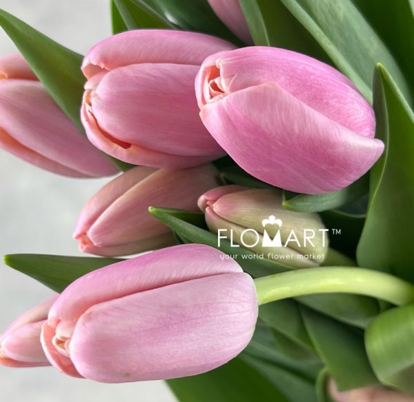 Tulip single Tresor
