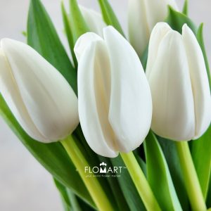 Tulip single Update