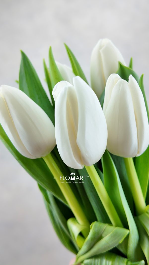 Tulip single Update