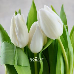 Tulip single White Marvel
