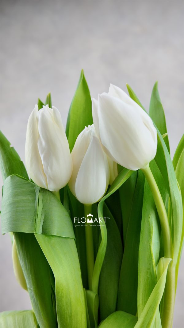 Tulip single White Marvel
