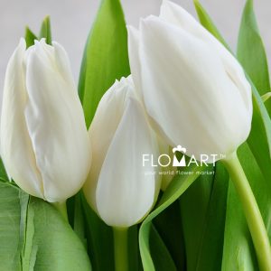 Tulip single White Marvel - Image 2