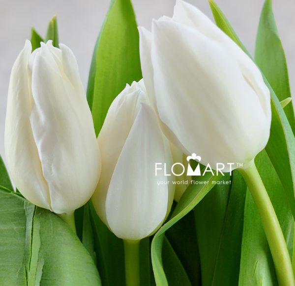 Tulip single White Marvel