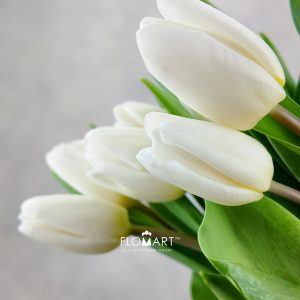 Tulip single White Prince