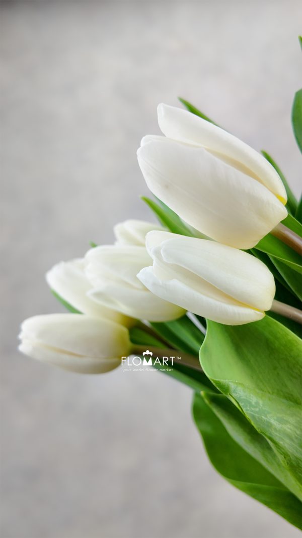 Tulip single White Prince
