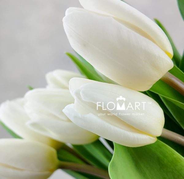 Tulip single White Prince